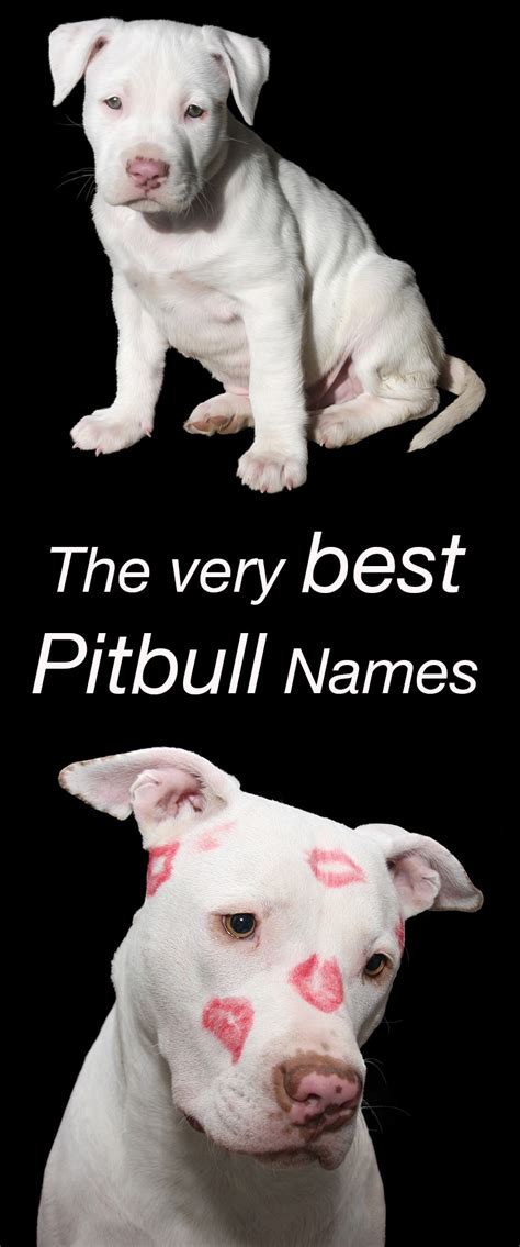 358 Classic to Unique Pitbull Names for your Perfect Puppy