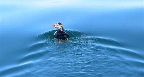 Puffin Catching a Fish Off on Faxafloi Bay, Reykjavik, Iceland Stock Photo - Image of ocean ...