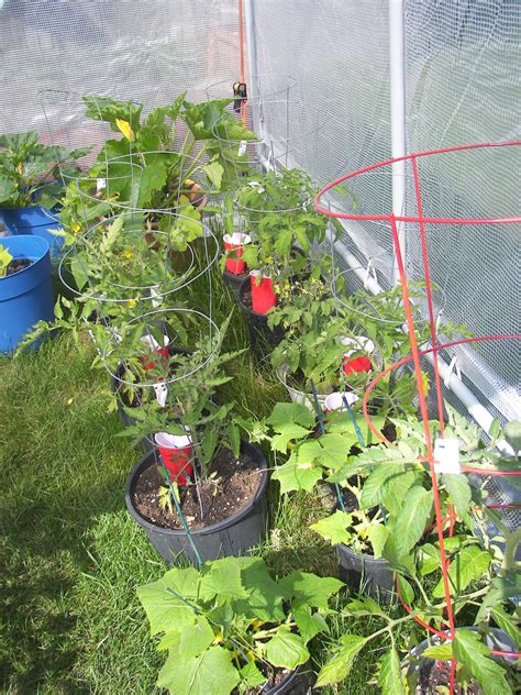 Watering Tomato Plants in Pots | The Architect and The Artist