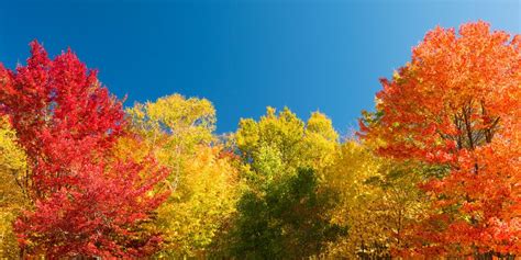 The Trees with the Most Vibrant Fall Leaf Colors