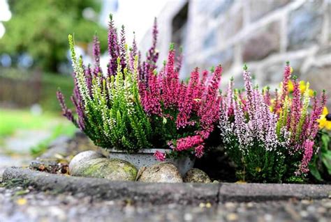 Heather – Symbolism and Meaning - Symbol Sage