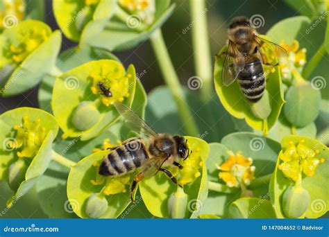 Honey Bee, Pollination Process Stock Photo - Image of floral, bloom ...