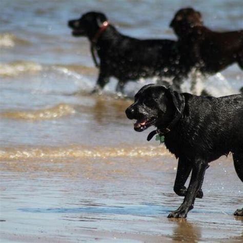 Dog walk at Holkham Beach, North Norfolk · Norfolk · Walkiees