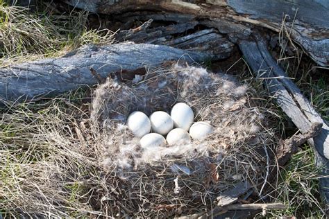 Goose Eggs | Cindy Goeddel Photography, LLC