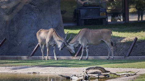 20220921-_MG11467 - Fresno Chaffee Zoo