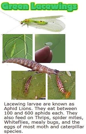 Green Lacewings - Beneficial insects - luv2garden.com