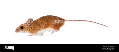 wood mouse fleeing, running away, Apodemus sylvaticus, isolated on ...