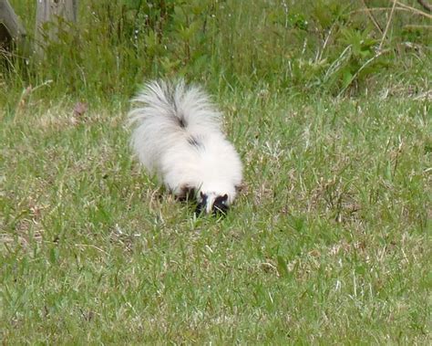 White Skunk | First time I ever seen a skunk in the day time… | heather morgan | Flickr