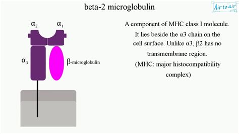 beta-2 microglobulin (English) - Medical terminology for medical ...