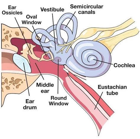 Fenestra ovalis is the opening ofA. CraniumB. TympanumC. Tympanic cavityD. Brain