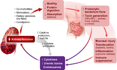 Figure 2 from Protein Nutrition and Malnutrition in CKD and ESRD ...