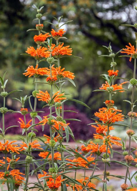 Wild Dagga Plant, Leonotis leonurus - Medicinal Herb | Sow Exotic