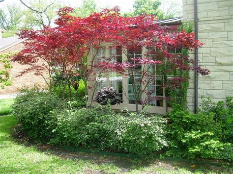 Deer Resistant Dwarf Trees For Landscaping — Randolph Indoor and ...