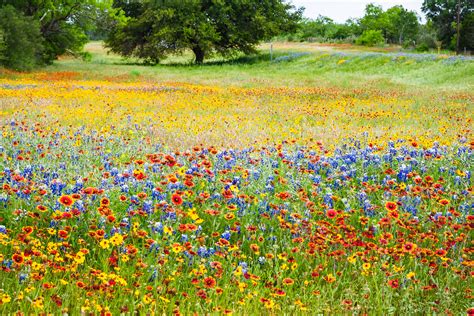 Flashback Trip: Texas Roadside Wildflowers - Roadesque