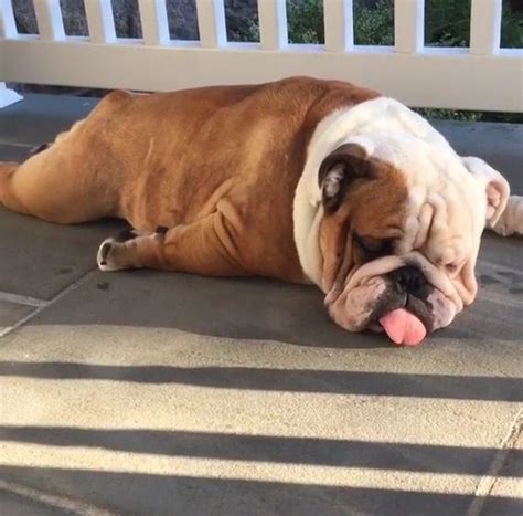 How Much Do Bulldogs Sleep