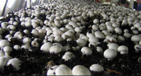 Mushroom Farming Hacks for Absolute beginners