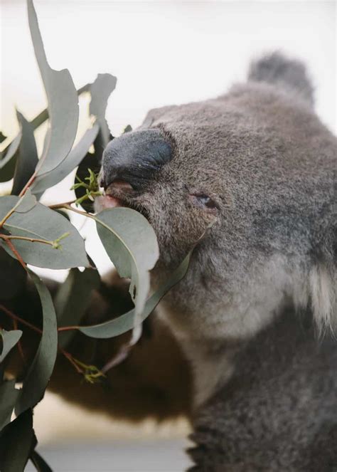 Plans For The World's First Koala Breeding Program Revealed