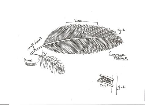 Diagram Of A Quill Feather With Label - labios tatuados letra