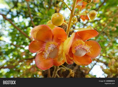 Shorea Robusta Flowers Image & Photo (Free Trial) | Bigstock