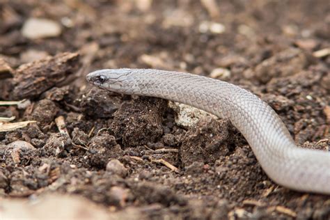 Rough Earth Snake (Virginia striatula)