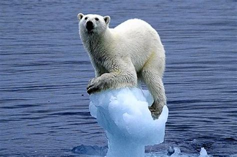 Polar bear clings on tight as the iceberg he's resting on melts away ...