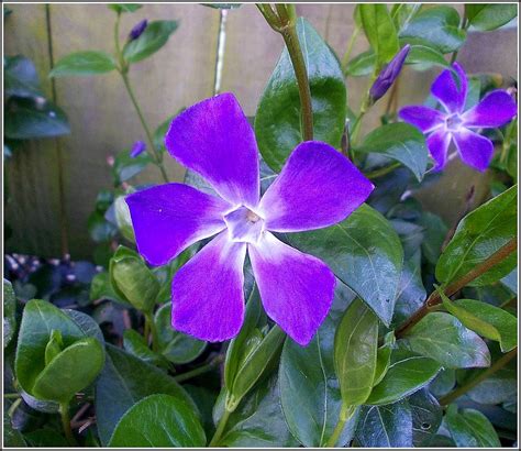 Periwinkle Flower ... | The common periwinkle plant (Vinca m… | Flickr