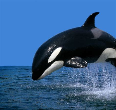 Beautiful Orca Breaching - Killer Whale Facts and Information