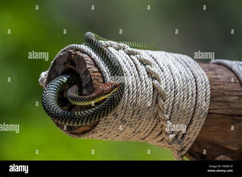 Golden flying snake in Koh Adang national park, Thailand ; specie Chrysopelea ornata family of ...