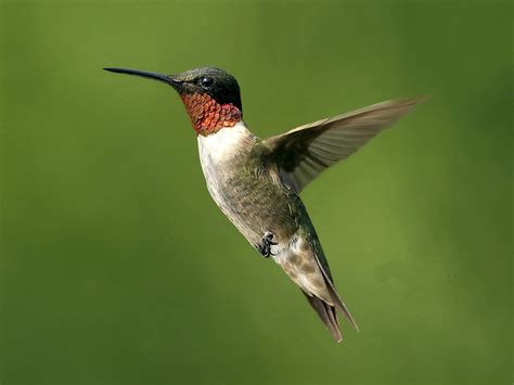 Hummingbirds in Your Garden :: Princeton NJ House and Garden Guide - Princeton NJ House and Garden