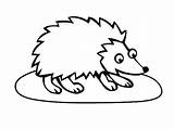Porcupine Line Drawing  Free Download On ClipArtMag sketch template