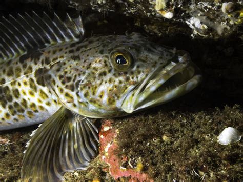 Fishing For Lingcod: Reeling In BC’s Tasty Sport Fish • BC Outdoors Magazine