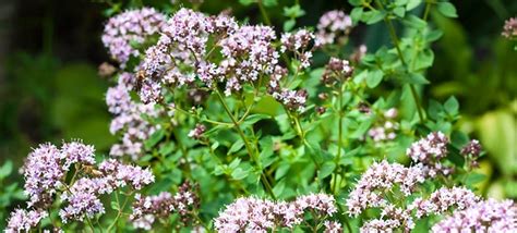 5 Uses Of Oregano Flowers - BackGarden.org