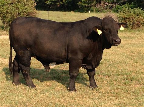 Bulls for Sale Chastain Farms Beefmaster Cattle | Small pets, Cattle, Bull