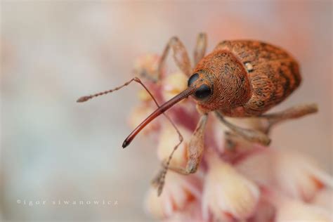 Meet the Pesky Little Acorn Weevil... That Looks Just Like a Muppet ...