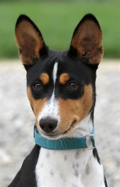 #basenji | Basenji puppy, Rat terrier dogs, Basenji dogs