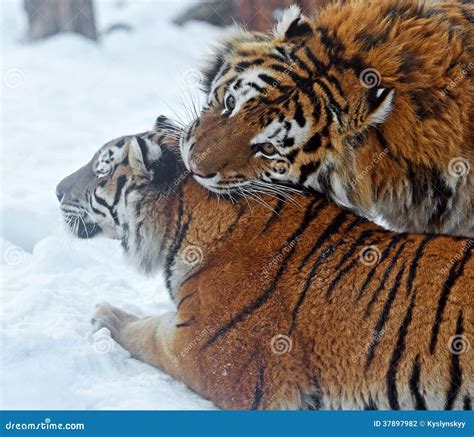 Amur Tiger stock photo. Image of flora, fearful, themes - 37897982