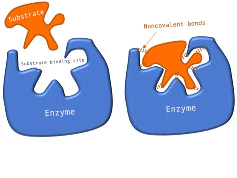 Enzymes Lock And Key Animation