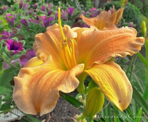 Serenity Cove: Daylilies in Bloom