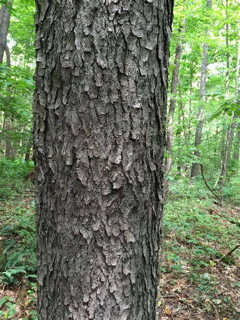 Cherry Wood Tree Identification - thepoetandtheplant.com