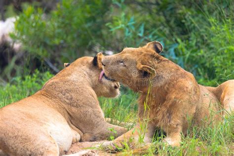 Pair of Young African Lions Resting in Natural Habitat in African ...