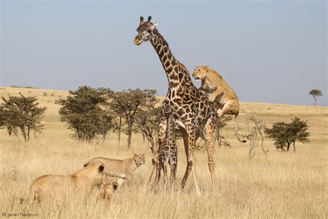 Giraffes vs lions - Africa Geographic