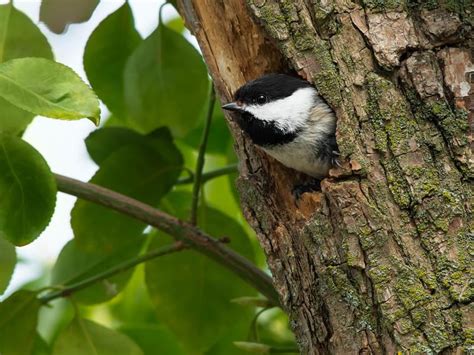 Black-capped Chickadee Nesting (Complete Guide) | Birdfact