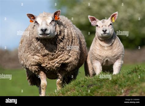 Beltex ewe with lamb Stock Photo - Alamy