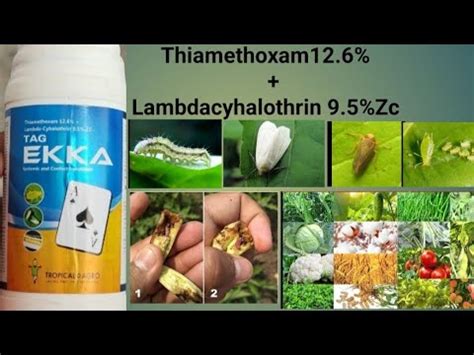 thiamethoxam 12.6 + lambda cyhalothrin 9.5 zc mode of action | - YouTube