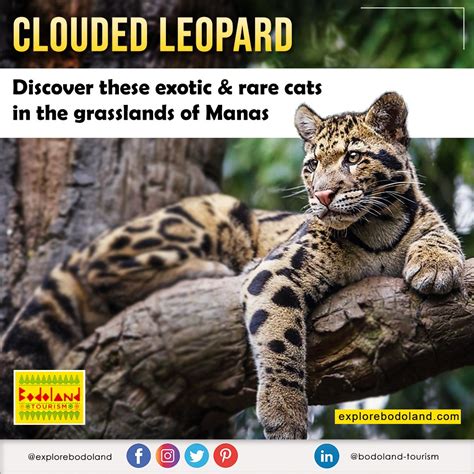 clouded leopard at manas national park Doland, Vulnerable Species, Wild Pig, Clouded Leopard ...