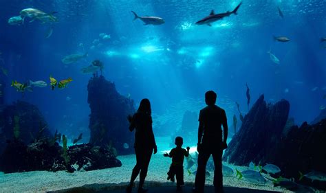 Audubon Aquarium in New Orleans: Ocean Wildlife, Exhibits and IMAX