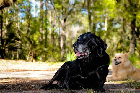 Bloodhound Lab Mix: Care, Pictures, Info & More – Dogster