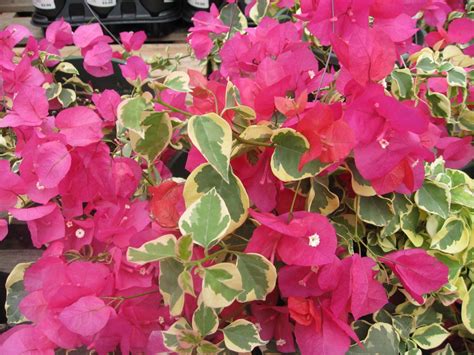 Raspberry Ice / Bougainvillea spectabilis - OnlinePlantGuide.com 12085 | Plants, Planting ...