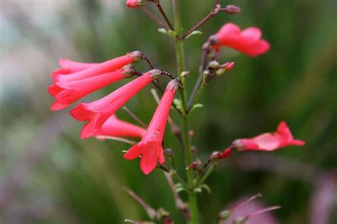 Firecracker Fern – Austin Native Landscaping