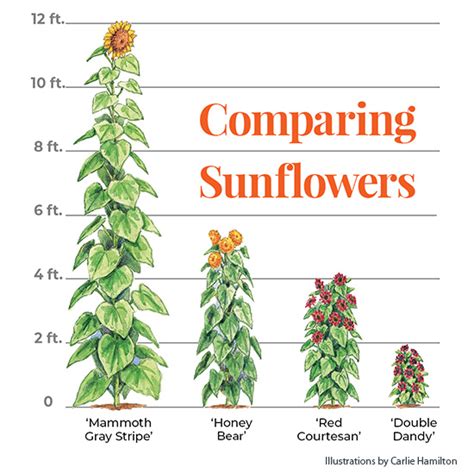 How To Grow Tall Sunflowers - Clinically proven to increase your height ...